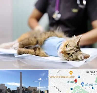 جراح حیوانات در فلکه گاز شیراز