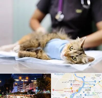 جراح حیوانات در کیانپارس اهواز