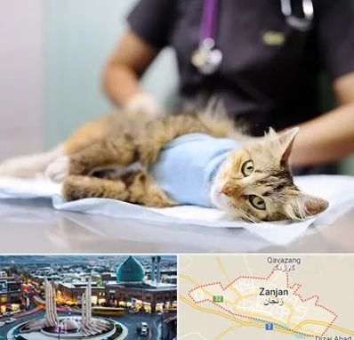 جراح حیوانات در زنجان