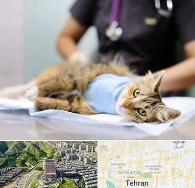 جراح حیوانات در شمال تهران 