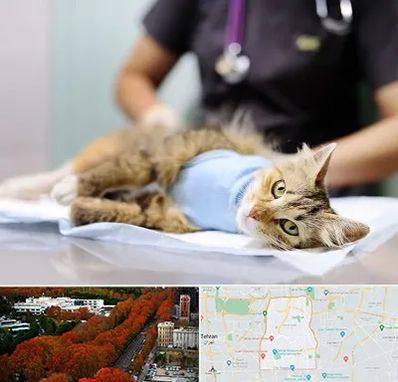 جراح حیوانات در منطقه 6 تهران 