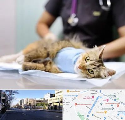 جراح حیوانات در خیابان ملاصدرا شیراز