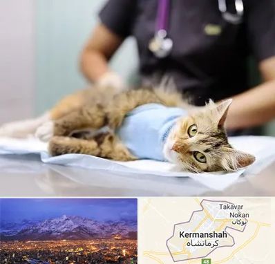 جراح حیوانات در کرمانشاه