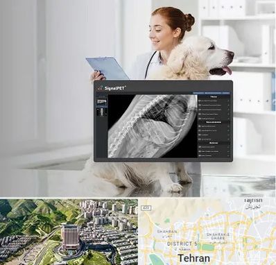 رادیولوژی حیوانات در شمال تهران 