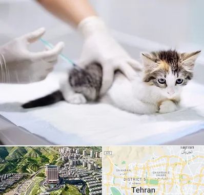 واکسیناسیون حیوانات در شمال تهران 