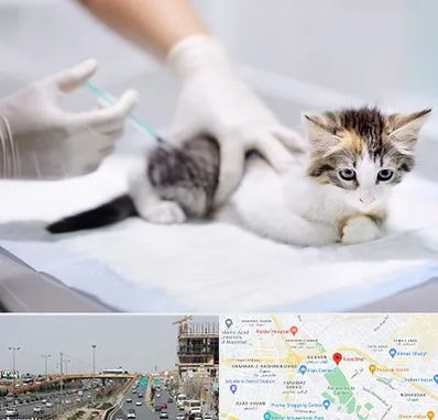 واکسیناسیون حیوانات در بلوار توس مشهد