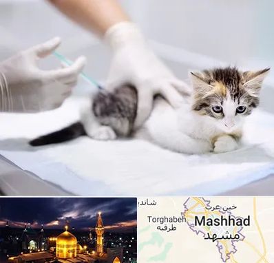 واکسیناسیون حیوانات در مشهد