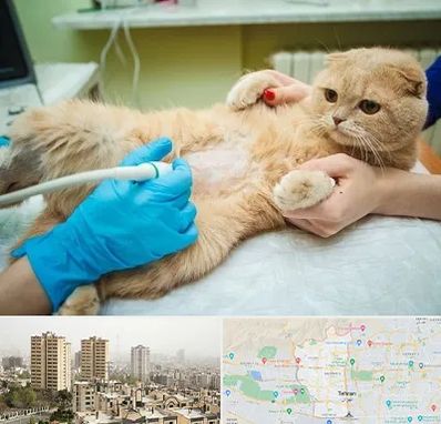 سونوگرافی گربه در منطقه 5 تهران 