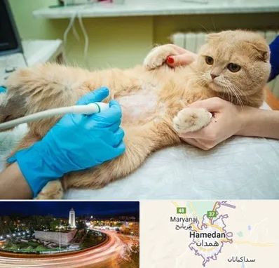 سونوگرافی گربه در همدان