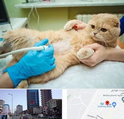 سونوگرافی گربه در چهارراه طالقانی کرج