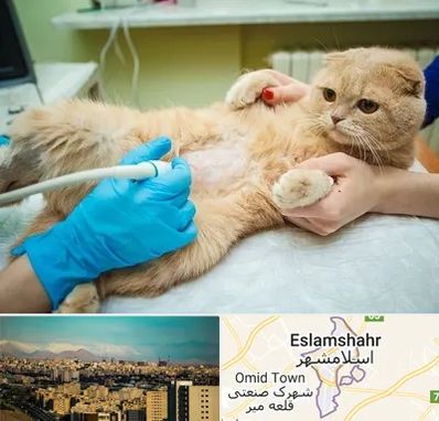 سونوگرافی گربه در اسلامشهر