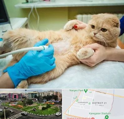 سونوگرافی گربه در تهرانسر 