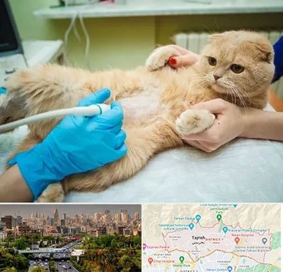 سونوگرافی گربه در منطقه 1 تهران 