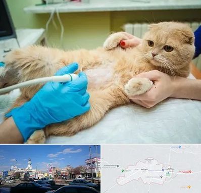 سونوگرافی گربه در ماهدشت کرج