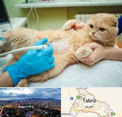 سونوگرافی گربه در تبریز