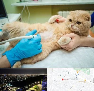 سونوگرافی گربه در هفت تیر مشهد