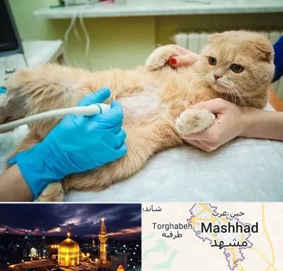 سونوگرافی گربه در مشهد
