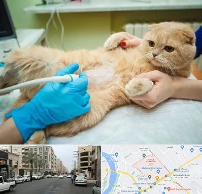 سونوگرافی گربه در زیتون کارمندی اهواز