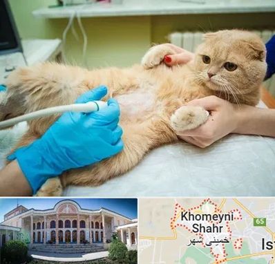 سونوگرافی گربه در خمینی شهر