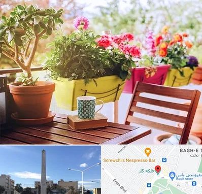 گیاه آپارتمانی در فلکه گاز شیراز