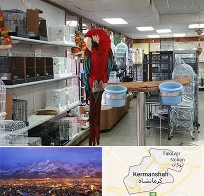 پرنده فروشی در کرمانشاه