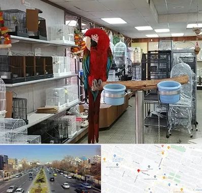 پرنده فروشی در بلوار معلم مشهد 