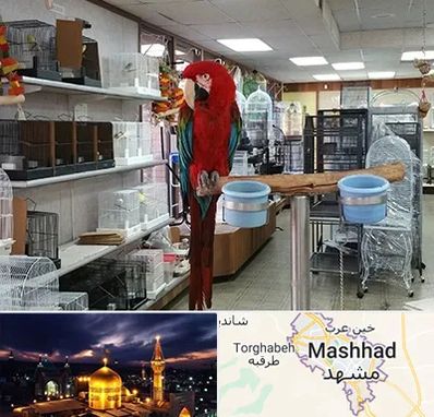 پرنده فروشی در مشهد