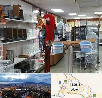 پرنده فروشی در تبریز