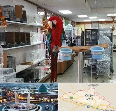 پرنده فروشی در زنجان