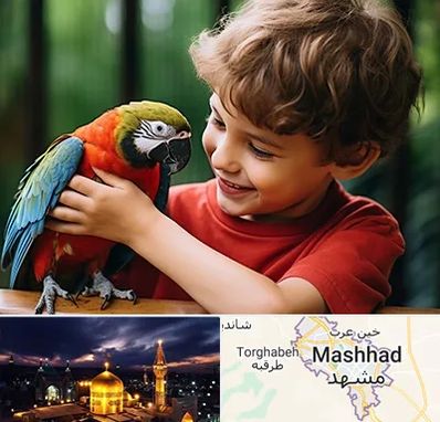 پانسیون پرندگان در مشهد