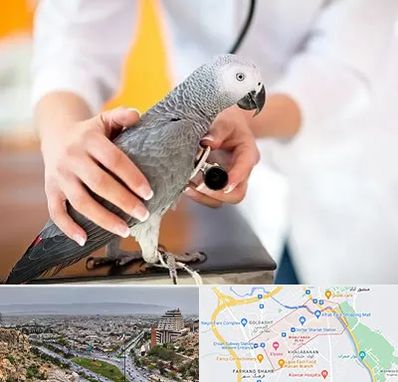 دامپزشکی پرندگان در معالی آباد شیراز