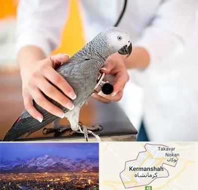 دامپزشکی پرندگان در کرمانشاه
