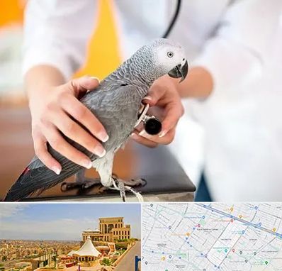 دامپزشکی پرندگان در هاشمیه مشهد