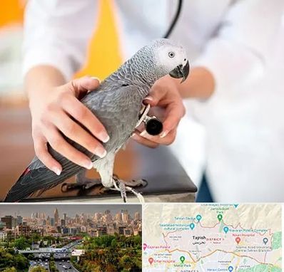 دامپزشکی پرندگان در منطقه 1 تهران