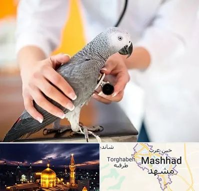 دامپزشکی پرندگان در مشهد