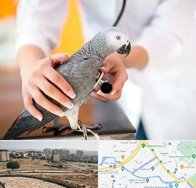 دامپزشکی پرندگان در کوی وحدت شیراز
