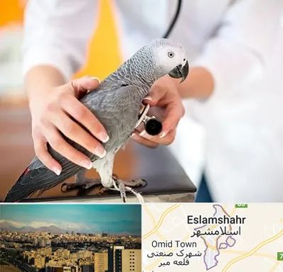 دامپزشکی پرندگان در اسلامشهر