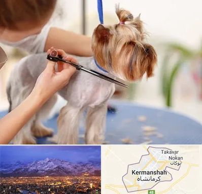 آرایشگاه سگ در کرمانشاه