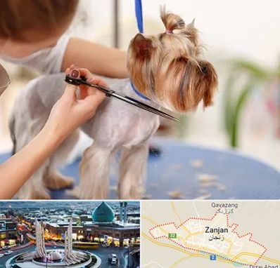 آرایشگاه سگ در زنجان