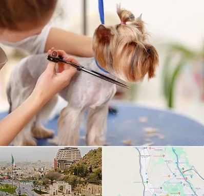 آرایشگاه سگ در فرهنگ شهر شیراز