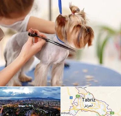 آرایشگاه سگ در تبریز