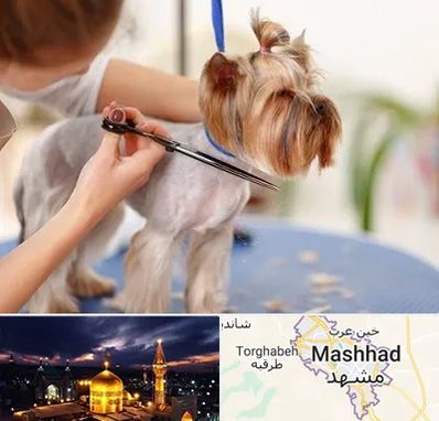 آرایشگاه سگ در مشهد
