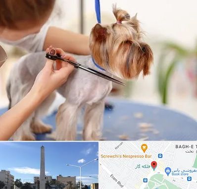 آرایشگاه سگ در فلکه گاز شیراز