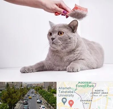 آرایشگاه گربه در شهران 