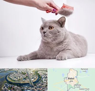 آرایشگاه گربه در بابل