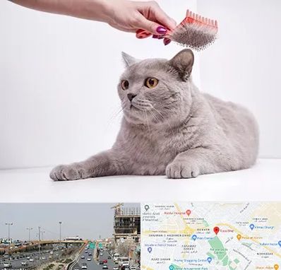 آرایشگاه گربه در بلوار توس مشهد