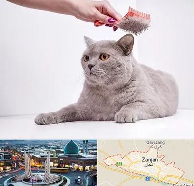 آرایشگاه گربه در زنجان