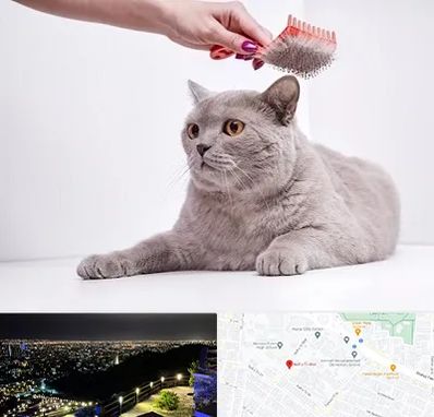 آرایشگاه گربه در هفت تیر مشهد