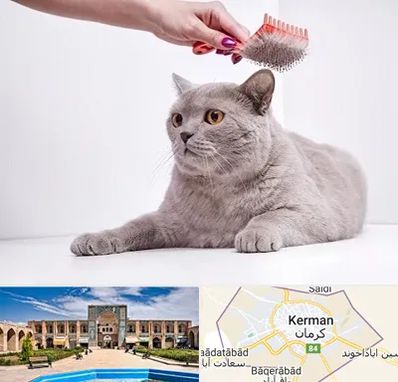 آرایشگاه گربه در کرمان