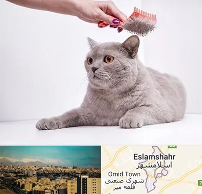 آرایشگاه گربه در اسلامشهر